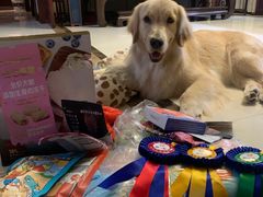 -趣玩宠物乐园寄养训犬训狗游泳池