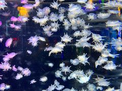 -太平洋海底世界