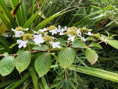 -福田红树林生态公园