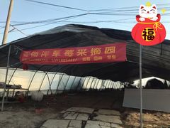 -喜杨洋草莓采摘园