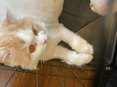 -志龙皇冠吃货椰子铺