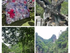 -龙湾潭国家森林公园