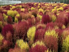 -天津东丽湖风景区