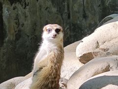 -上海野生动物园
