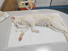 -东日国际动物医院·CT·心脏专科(桃源分院)