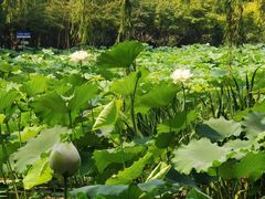 -洛阳市隋唐城遗址植物园