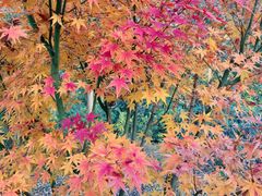 -昆山城市生态森林公园