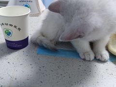 -宠瑞康动物医院