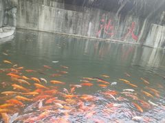 -千岛湖东南湖区