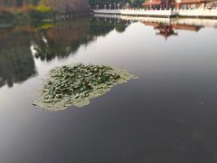 -荔枝公园(福田区)