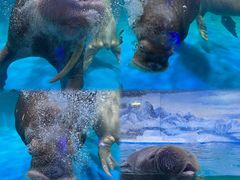 -正佳极地海洋世界