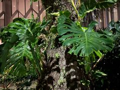 -泰国村酒楼(良木园酒店)