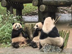 -都江堰中华大熊猫苑
