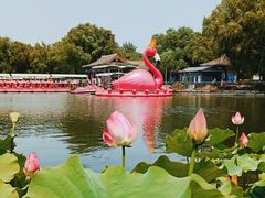 -莲花池公园