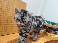 -有猫主题·治愈系猫咖(曾厝垵店)