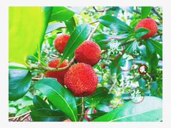 -楠溪江风景名胜区