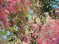 -深圳国际园林花卉博览园