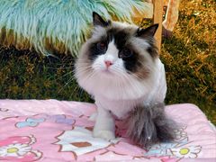 -囡的喵喵酱·萌宠生活馆·宠物洗护美容(胶州路店)