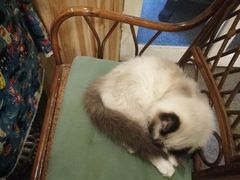 -猫色咖啡·猫咖