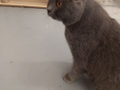 -猫友咖啡店(玉林西路店)