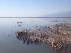 -哈素海