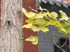 -中央广播电视总台(光华路办公区)