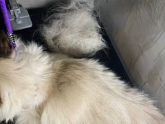 -PETKIT小佩宠物·低压洗护(国顺东路店)