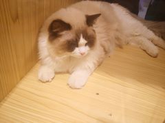 -屋虎猫馆(宝安大仟里店)