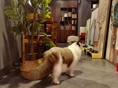 -咖法森林·咖啡  酒吧(天河店)