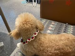 -小呆的宠物店·宠物售卖·宠物寄养(城西店)