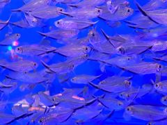 -青岛海底世界-水族馆