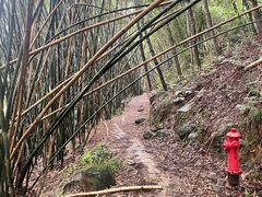 -铁山坪森林公园