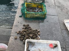 -琴岛之星摩天轮