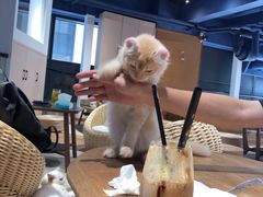 -瞄一喵猫咖(格力海岸店)