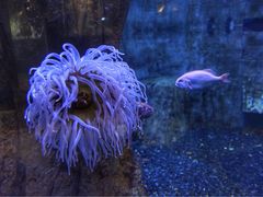 -迪拜水族馆及水下动物园