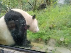 -都江堰中华大熊猫苑