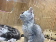 -屋虎猫馆(宝安大仟里店)