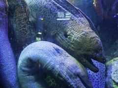 -太平洋海底世界