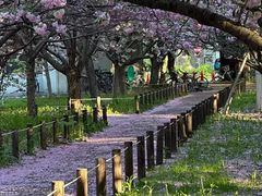-台场海滨公园船码头