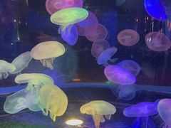 -太平洋海底世界