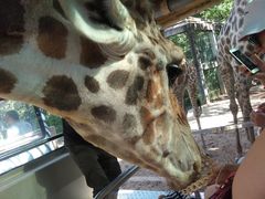 -清迈夜间动物园