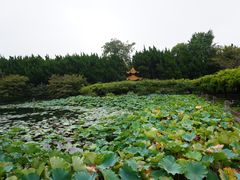 -嘉定紫藤园