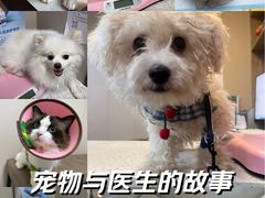-半岛宠物医院24小时·内窥镜·牙科·碎石中心(府城大道店)