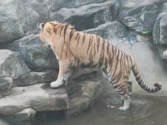 -深圳野生动物园
