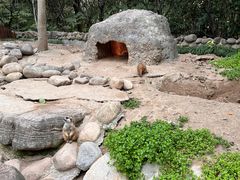-上海野生动物园