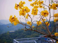 -广州市白云山风景名胜区