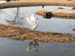 -宁波杭州湾国家湿地公园
