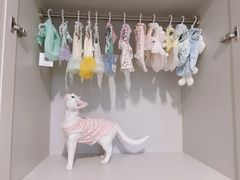-纳吉亚猫专科动物医院博雅分院