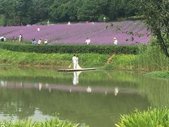 -大塘金香草谷