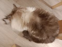 -柴迷FANS CLUB·柴犬狗咖·猫咖